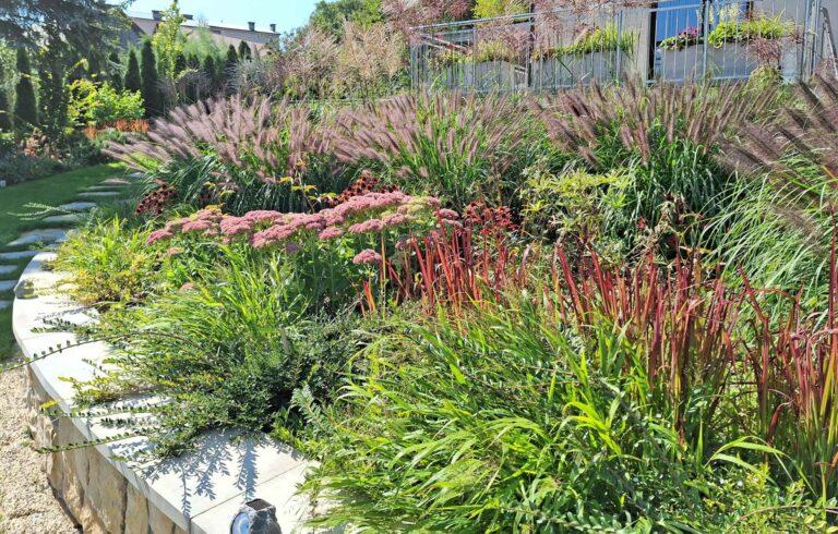 ogród traw miskant red baron trawy ozdobne projekt ogrodu
